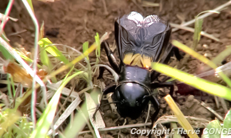 Le Grillon champêtre - Reproduction - 2mn34s